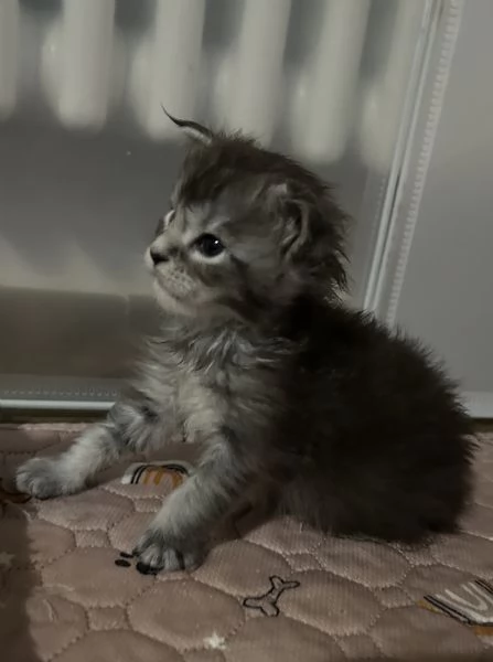 Maine Coon | Foto 2