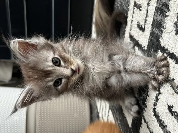 Maine Coon | Foto 2
