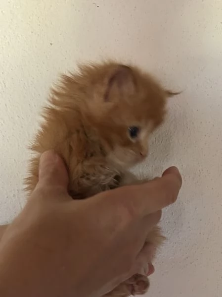 Maine Coon | Foto 1