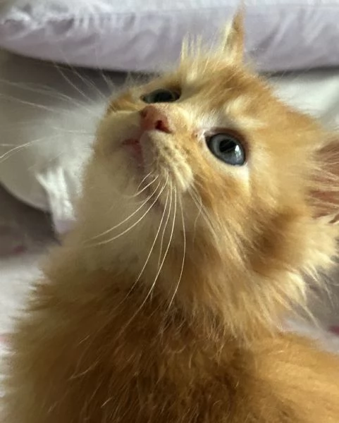 Maine Coon