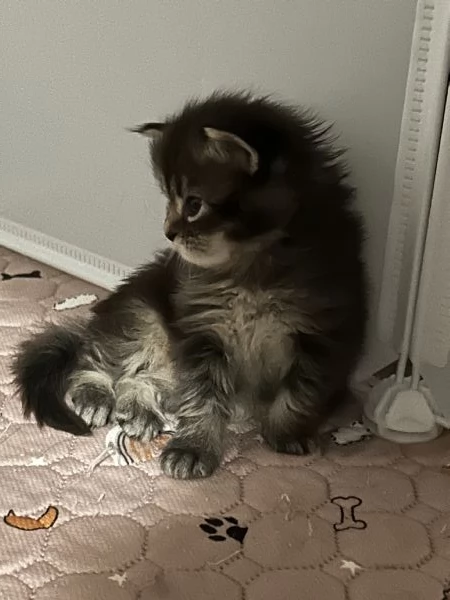 Maine Coon | Foto 0