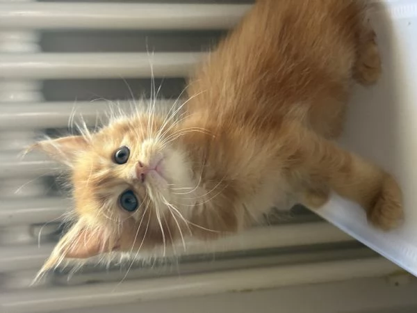 Maine Coon | Foto 1