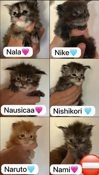 Maine Coon