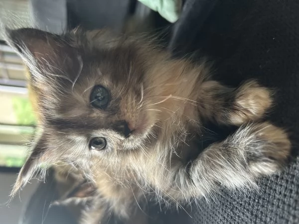 Maine Coon | Foto 0