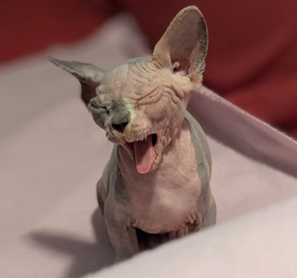 2 Gattini Canadian Sphynx | Foto 3