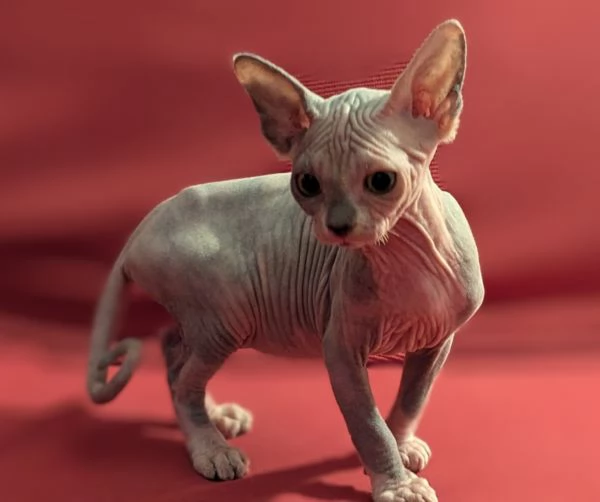 2 Gattini Canadian Sphynx | Foto 2