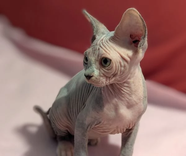 2 Gattini Canadian Sphynx | Foto 1