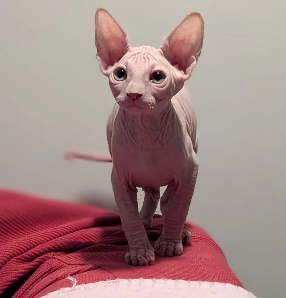 2 Gattini Canadian Sphynx | Foto 0