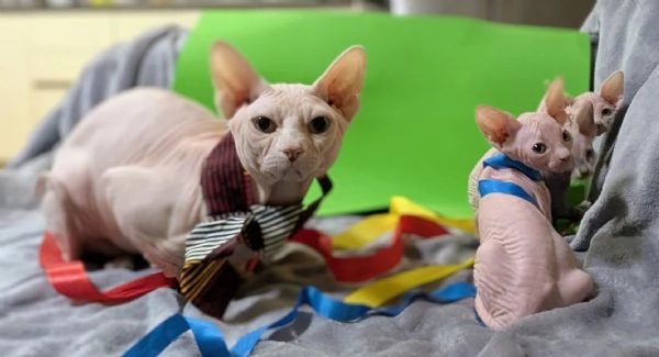  GIOVANNI    MASCHIO SPHYNX PER MONTA CON PEDIGREE | Foto 6