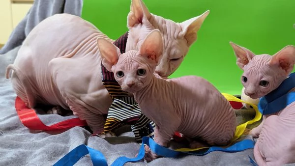  GIOVANNI    MASCHIO SPHYNX PER MONTA CON PEDIGREE | Foto 3