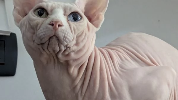  GIOVANNI    MASCHIO SPHYNX PER MONTA CON PEDIGREE | Foto 2