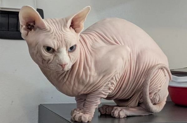  GIOVANNI    MASCHIO SPHYNX PER MONTA CON PEDIGREE | Foto 1