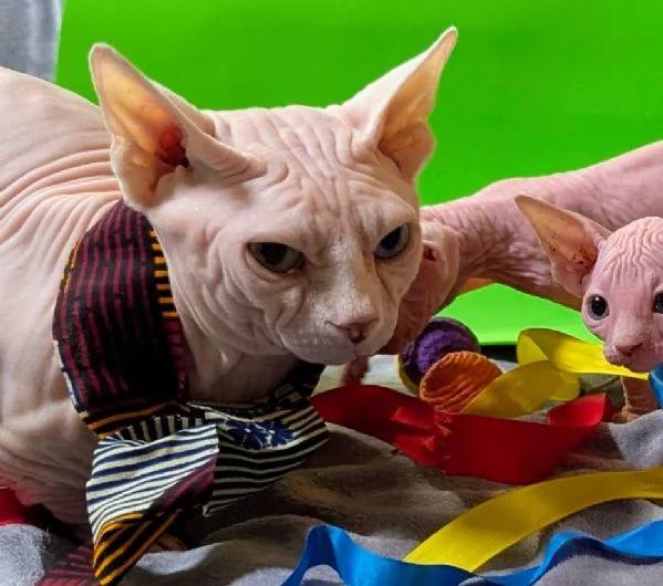  GIOVANNI    MASCHIO SPHYNX PER MONTA CON PEDIGREE | Foto 0