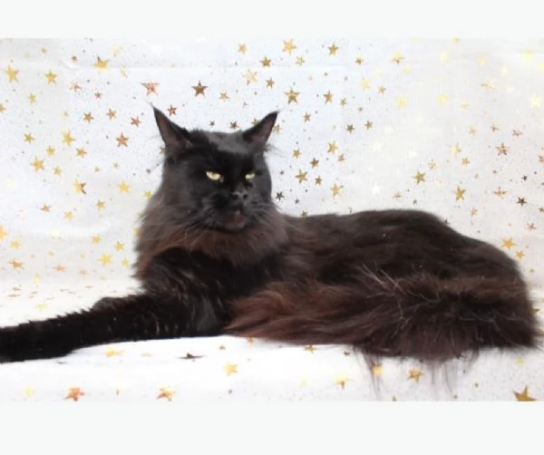 Cuccioli di Maine Coon LOOF 