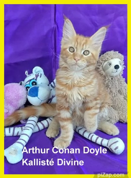 Cuccioli di Maine Coon LOOF  | Foto 4