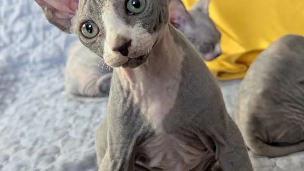 Gattino  Canadian Sphynx Maschietto