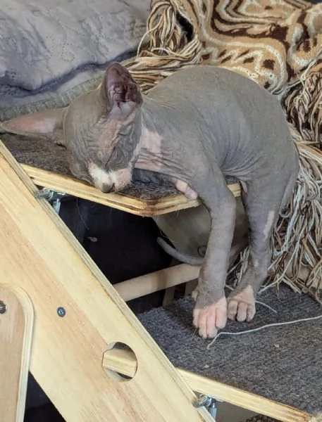 Gattino  Canadian Sphynx Maschietto | Foto 6