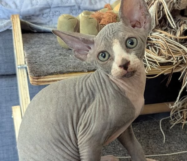 Gattino  Canadian Sphynx Maschietto | Foto 5