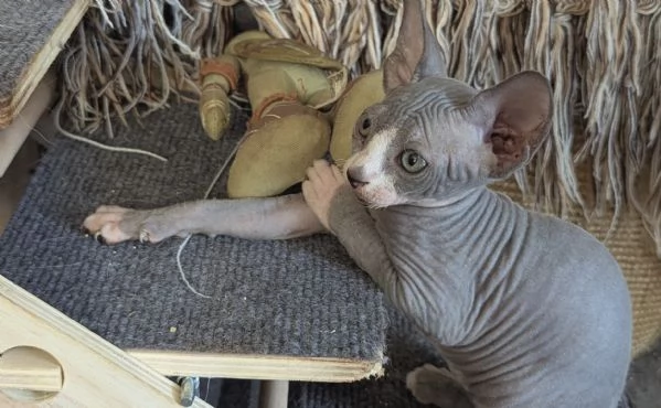 Gattino  Canadian Sphynx Maschietto | Foto 4