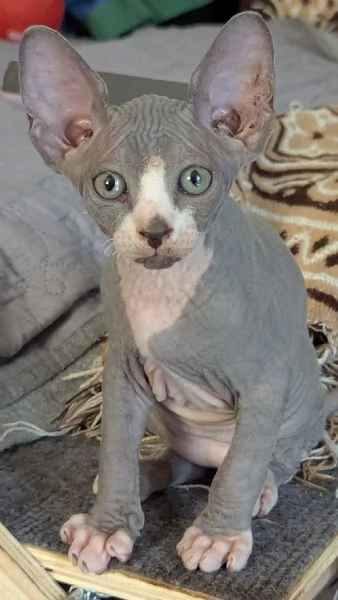 Gattino  Canadian Sphynx Maschietto | Foto 3