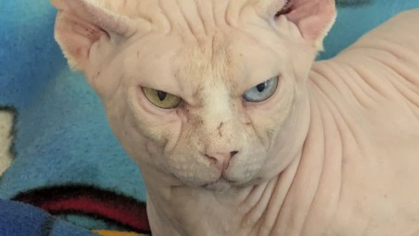 Gattino  Canadian Sphynx Maschietto | Foto 2