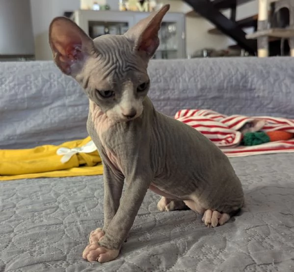 Gattino  Canadian Sphynx Maschietto | Foto 1