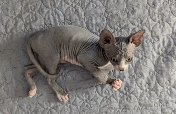 Gattino  Canadian Sphynx Maschietto | Foto 0