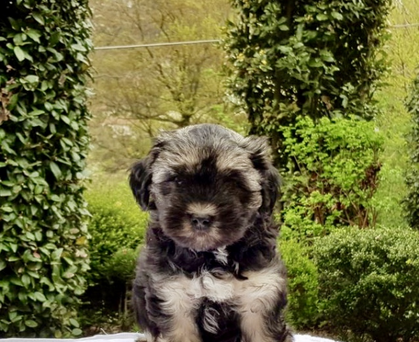 Vendita Cucciolo Piccolo Cane Leone Da Privato A Lecco Razza