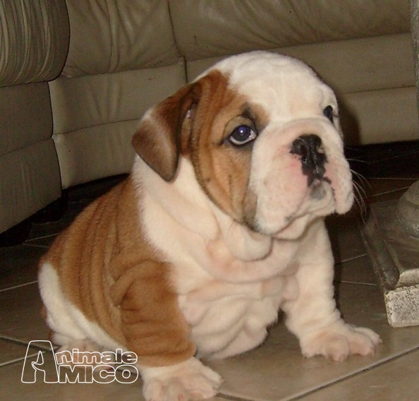 Vendita Cucciolo Bulldog Da Allevatore A Reggio Emilia Cuccioli