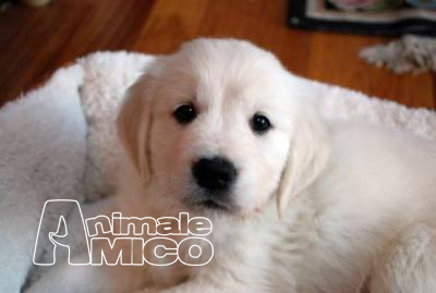 Vendita Cucciolo Golden Retriever Da Allevatore A Reggio Emilia