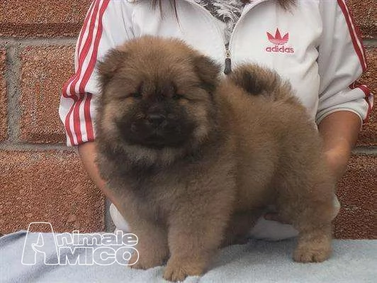 Vendita Cucciolo Chow Chow Da Allevatore A Ferrara Cuccioli Di