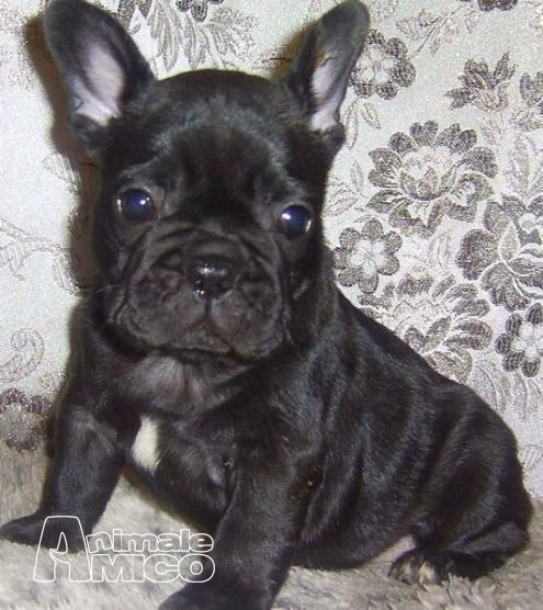 Bulldog Francese Nero Prezzo