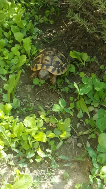 vendo tartarughe  di terra