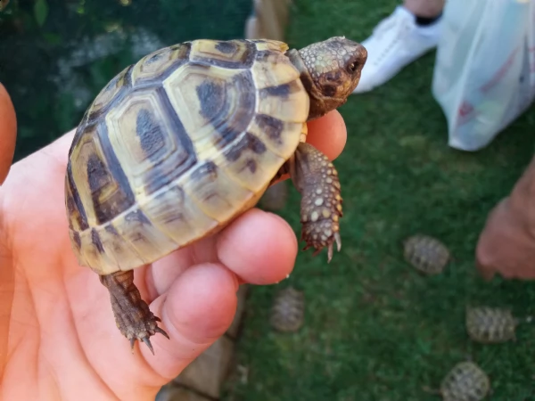 Vendita Cucciolo Testudo Hermanni Da Privato A Modena Vendo Tartarughe Di Terra