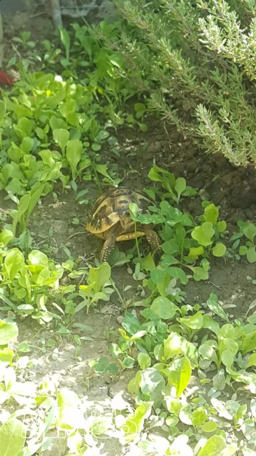 vendo tartarughe  di terra | Foto 1