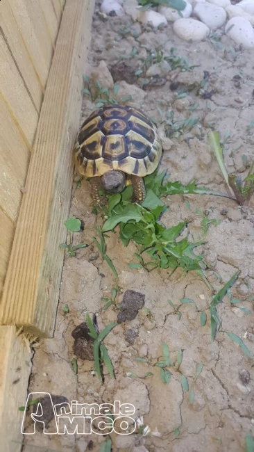 vendo tartarughe  di terra | Foto 0