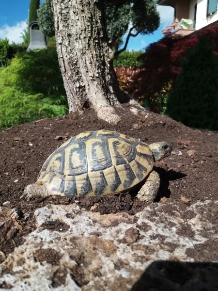 Tartarughe di terra  | Foto 2
