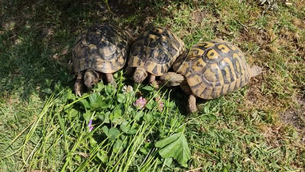 Tartarughe di terra  | Foto 1