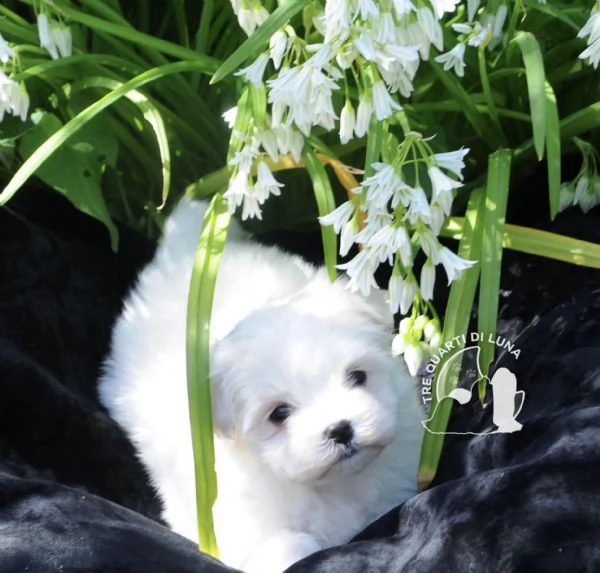 maltese cucciola disponibile trequartidiluna | Foto 1