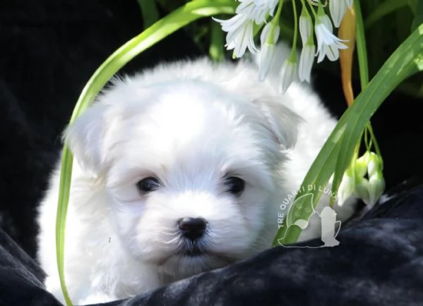 maltese cucciola disponibile trequartidiluna | Foto 0