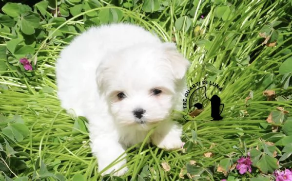 maltese cucciolo disponibile trequartidiluna | Foto 0