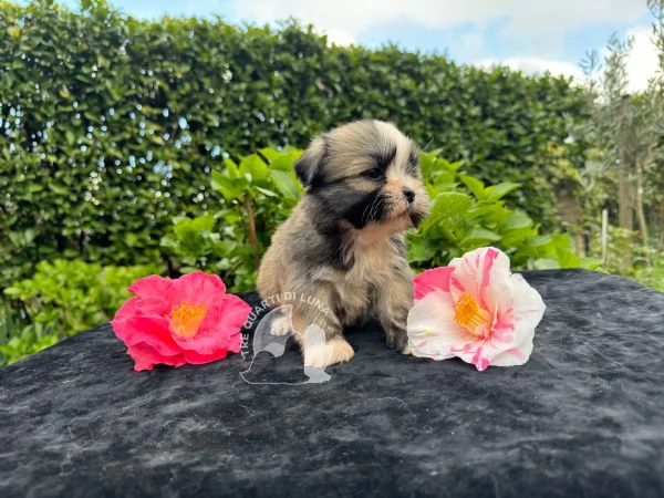 lhasa apso cucciolo trequartidiluna | Foto 1