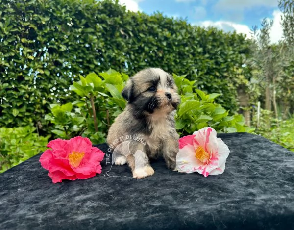 lhasa apso cucciolo trequartidiluna