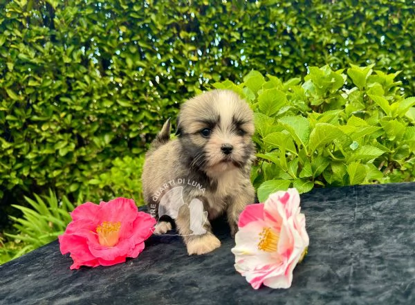 lhasa apso cucciolo trequartidiluna | Foto 0