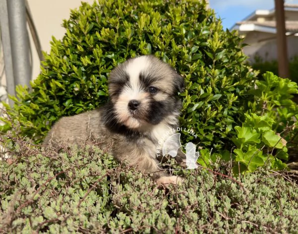 lhasa apso cucciolo disponibile  | Foto 1