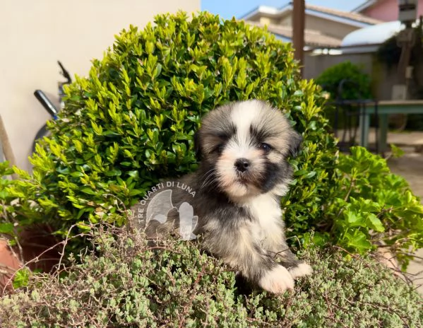 lhasa apso cucciolo disponibile 