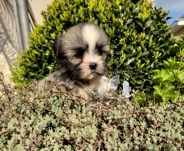 lhasa apso cucciolo disponibile  | Foto 0