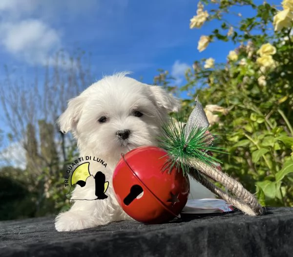 Maltese Cucciolo TREQUARTIDILUNA | Foto 1