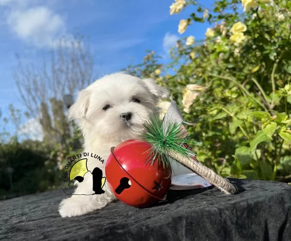 Maltese Cucciolo TREQUARTIDILUNA