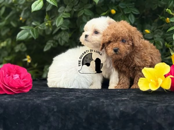Maltese Cucciolo TREQUARTIDILUNA | Foto 1